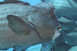 Sipadan_2015_Poisson perroquet a bosse_Bolbometopon muricatum_IMG_2206_rc